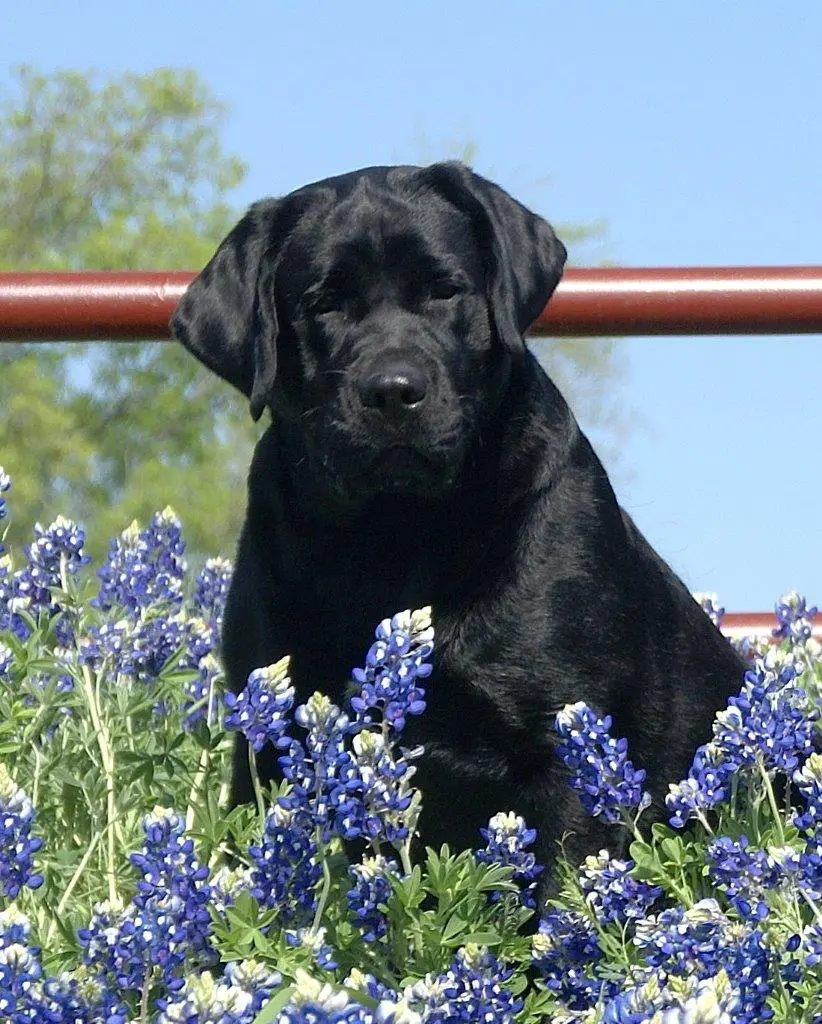 Countryside Pet Resort